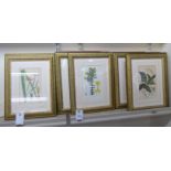 A series of eight mid 19thC tinted botanical prints  8.5" x 5"  framed