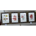A series of four mid 19thC tinted botanical prints  9.5" x 6"  framed