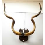 A pair of Kudu horns