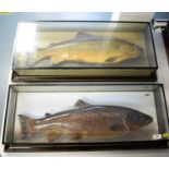 Two cased taxidermy brown trout