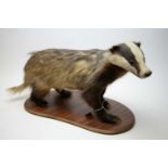 A taxidermy badger