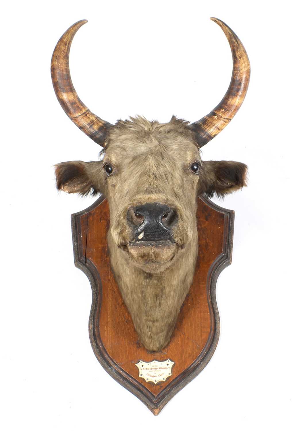 Chillingham wild cattle interest: a stuffed and mounted horned cow's head