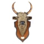 Chillingham wild cattle interest: a stuffed and mounted horned cow's head