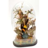 A taxidermy diorama of birds of paradise