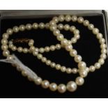 A single strand cultured pearl necklace,