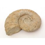 Cretaceous Period fossil ammonite