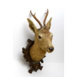A 1940s taxidermy roe deer head