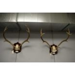A selection of antlers.