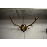 A period pair of simulated twelve point antlers, mounted to a stained wood shield shaped wall plaque