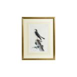 John James Audubon - Le Petit Caporal, engraving