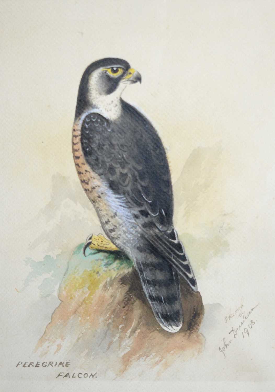 John Duncan - Peregrine Falcon, and Kingfisher on the Watch | watercolour - Image 2 of 5