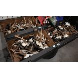Approx 50 small deer-skulls with antlers, mounted on shields