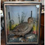 A Victorian taxidermy Eider duck (female) in naturalistic setting and glazed case