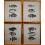 Four fish prints