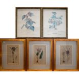 A collection of twelve various botanical floral studies