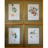 Set of seven botanical engravings depicting fruit,