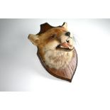 A taxidermy fox's mask on oak shield