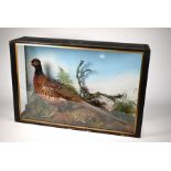 A vintage taxidermy cock pheasant in glazed case