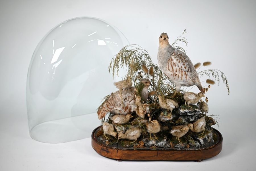 A Victorian taxidermy group - Image 3 of 5