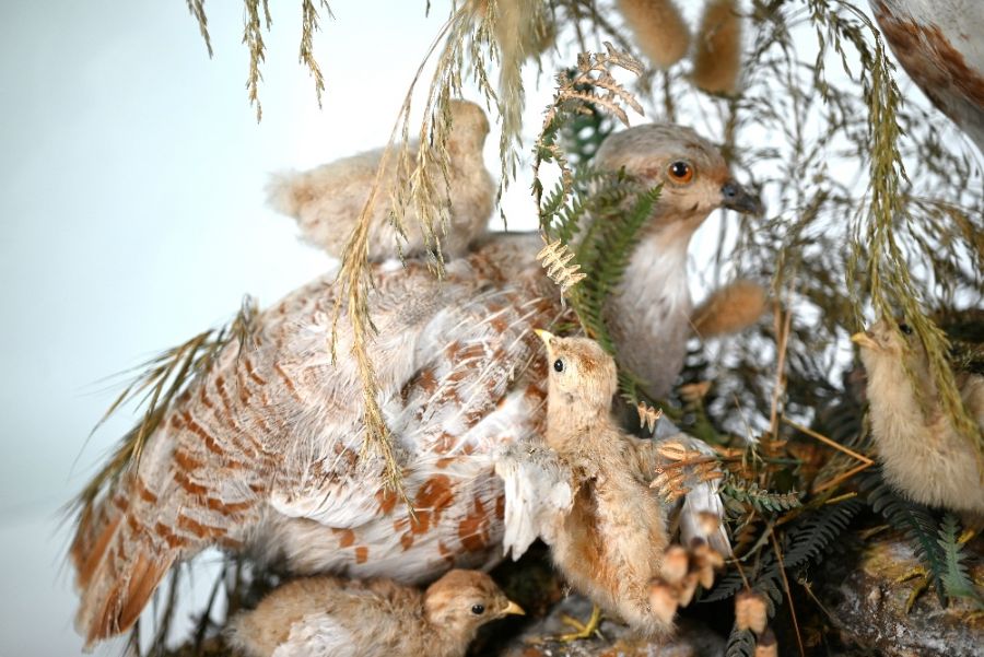 A Victorian taxidermy group - Image 4 of 5