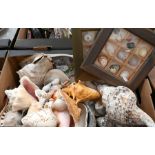 A good collection of seashells and geodes