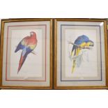 A pair of parrot prints