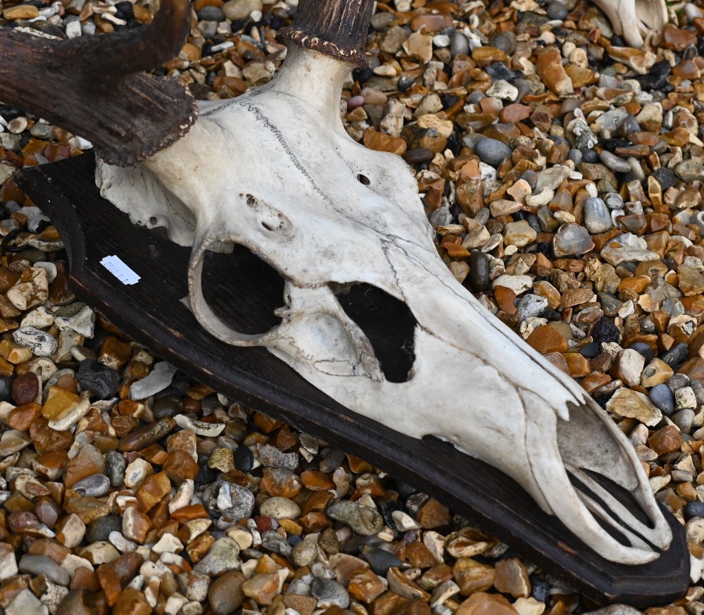 Four sets of skull-mounted deer antlers, one on shield - Image 3 of 3