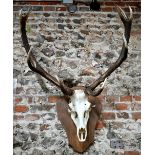 A Red Deer skull with 12-point antlers, on oak shield