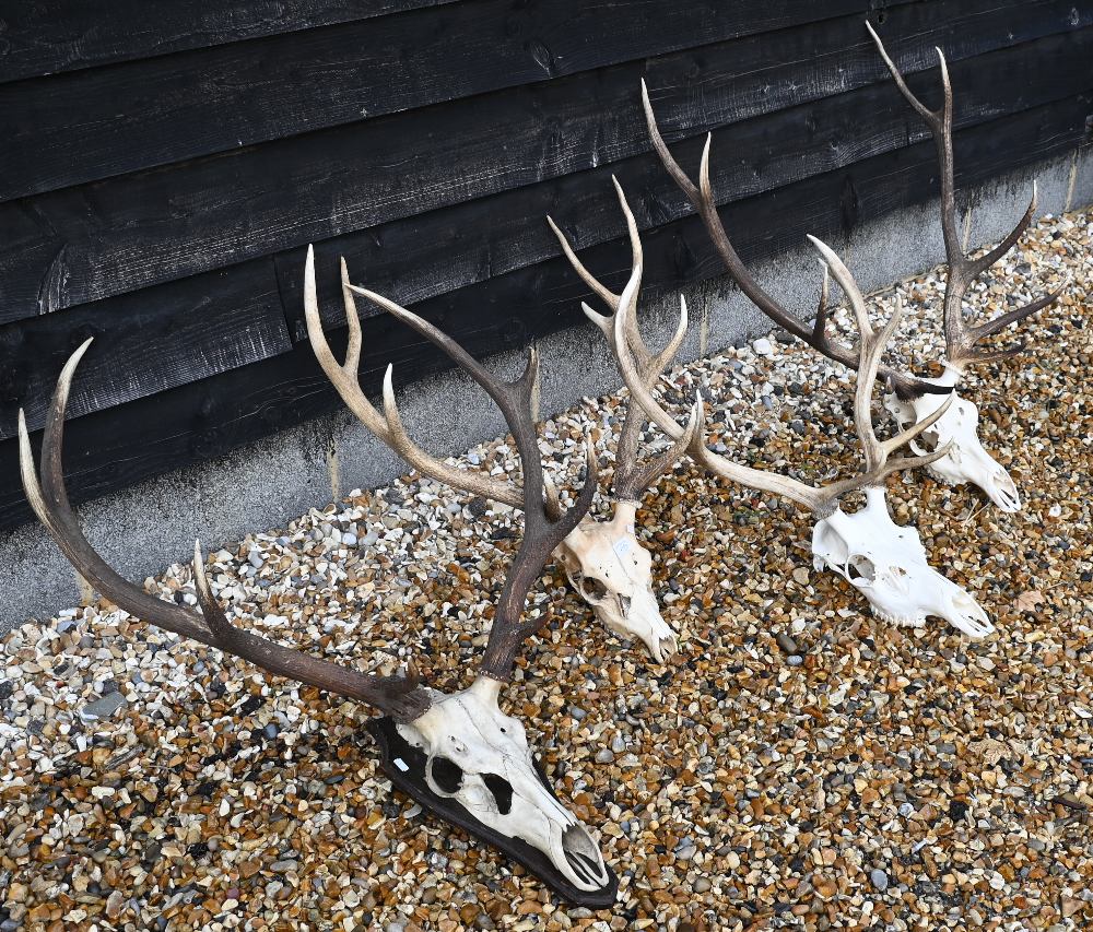 Four sets of skull-mounted deer antlers, one on shield - Image 2 of 3