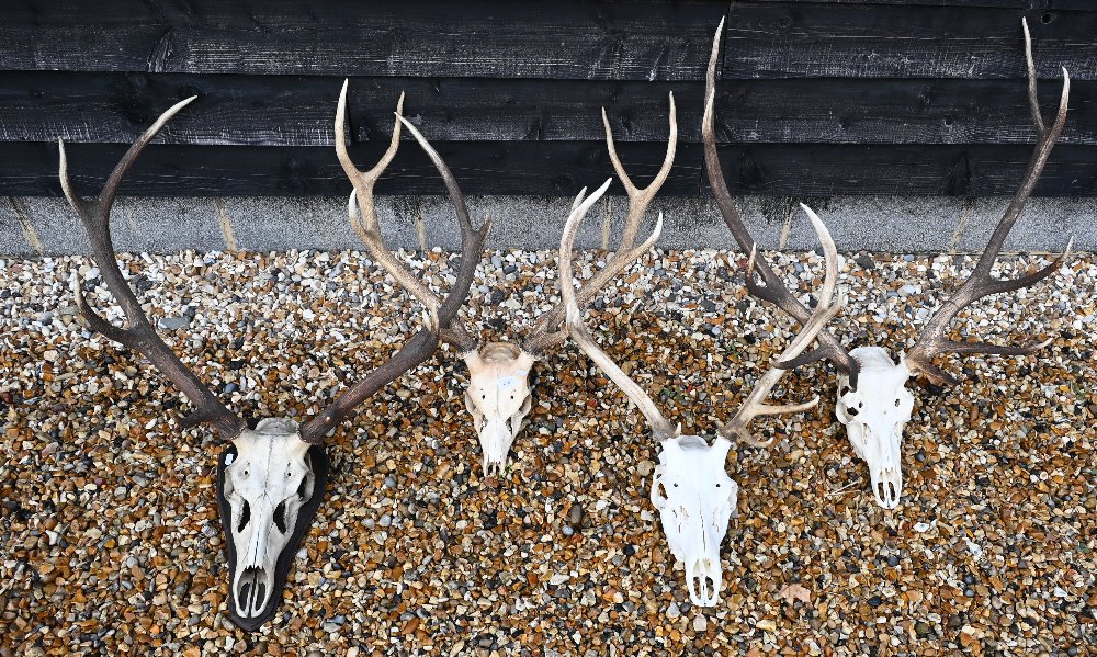 Four sets of skull-mounted deer antlers, one on shield