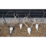 Four sets of skull-mounted deer antlers, one on shield