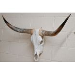 A Texan longhorn cattle skull, 122 cm wide