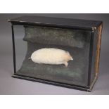 Taxidermy - An unusual white mole in 'tunnel' setting in glazed case - by repute caught by Jack