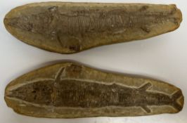 A fossilised fish - both sides are displayed within the split rock sample