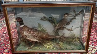 Taxidermy - A cased display of a pheasant and a woodpecker
