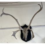 Taxidermy - antlers and a skull mount on an ebonised shield