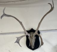 Taxidermy - antlers and a skull mount on an ebonised shield
