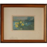 Irene Halliday Primroses Watercolour Signed and label verso 11.5 x 17.