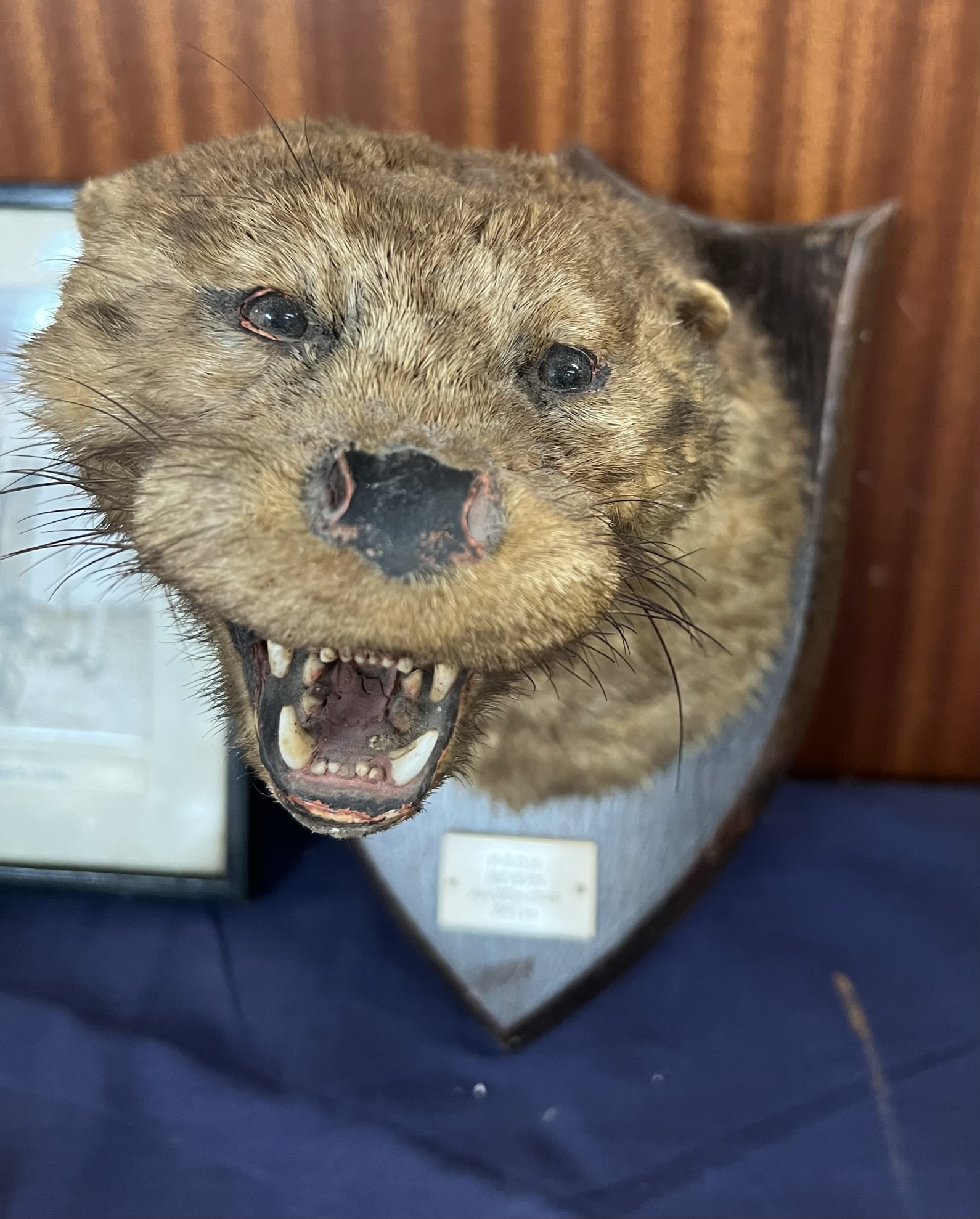 ***Unfortunately this lot has been withdrawn from sale*** Taxidermy - An otter head, foot and tail, - Image 3 of 5