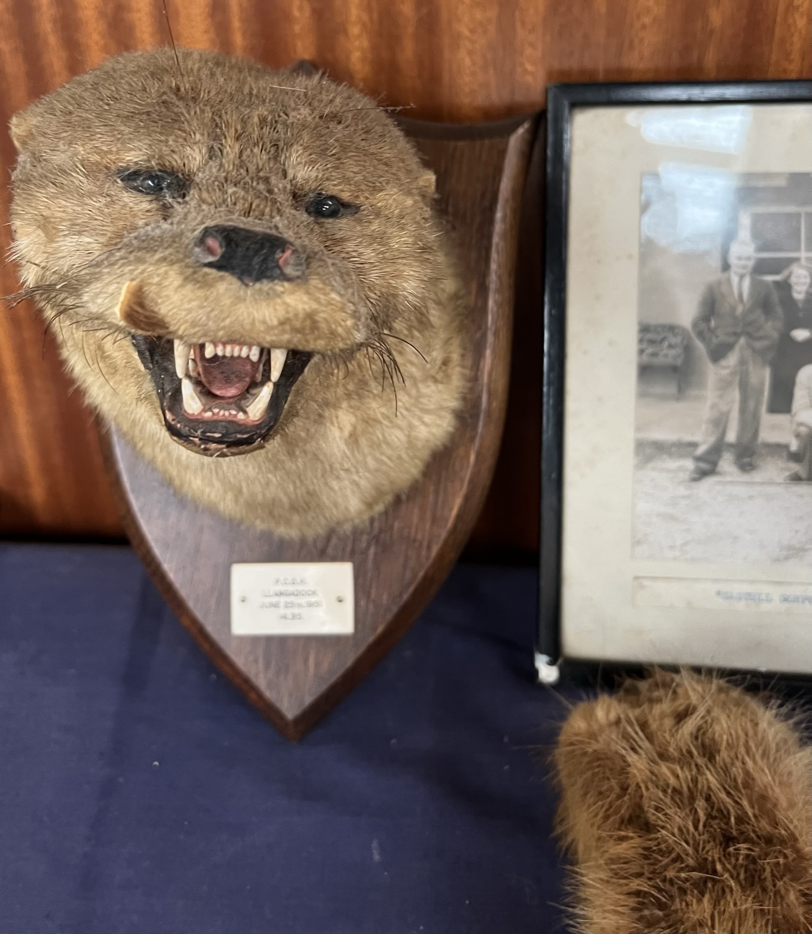 ***Unfortunately this lot has been withdrawn from sale*** Taxidermy - An otter head, foot and tail, - Image 2 of 5