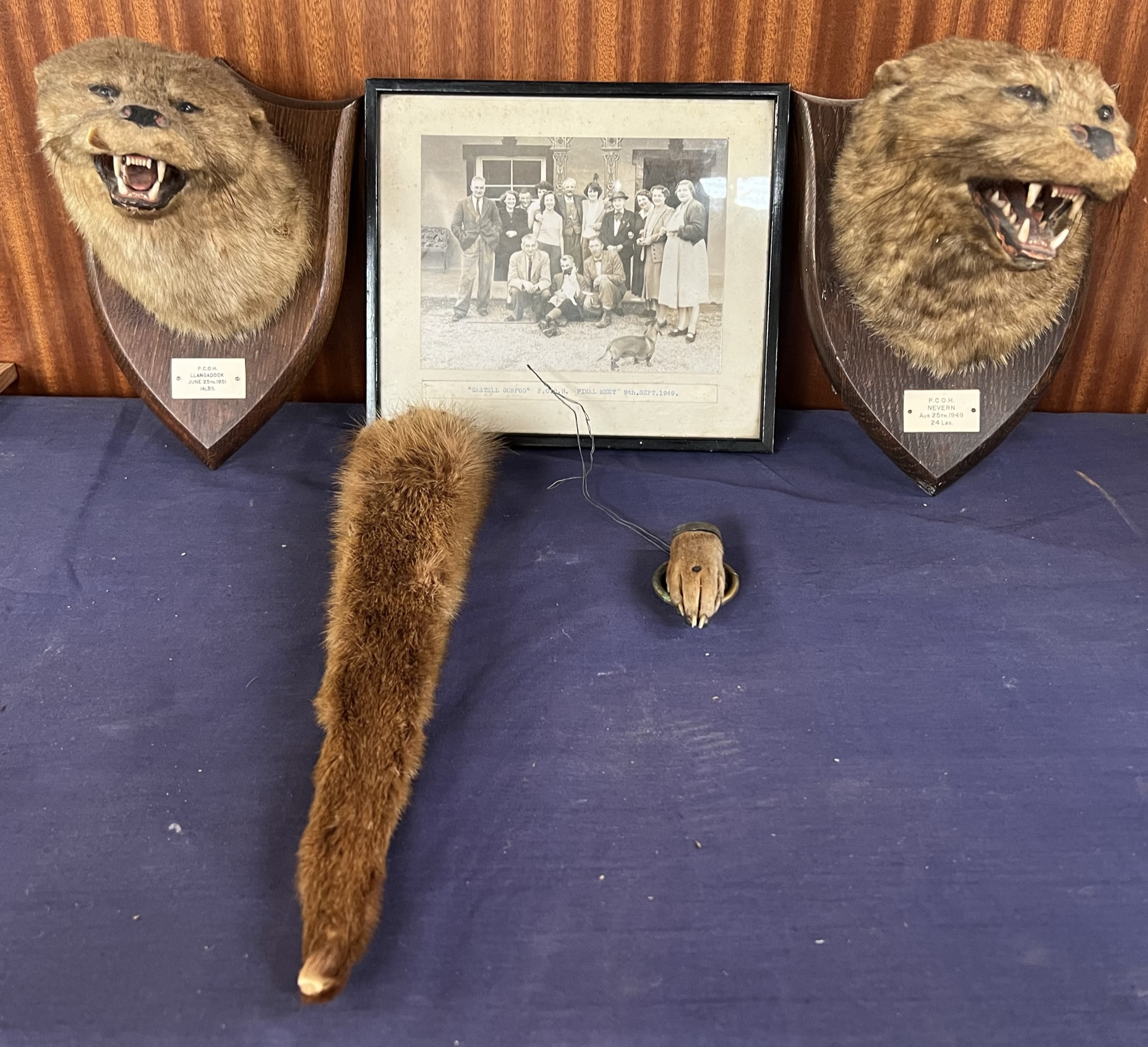 ***Unfortunately this lot has been withdrawn from sale*** Taxidermy - An otter head, foot and tail,