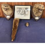 ***Unfortunately this lot has been withdrawn from sale*** Taxidermy - An otter head, foot and tail,