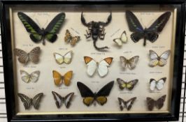 Taxidermy - a montage of butterflies including Bird Wing, Yellow Glassy Tiger,