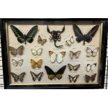Taxidermy - a montage of butterflies including Bird Wing, Yellow Glassy Tiger,