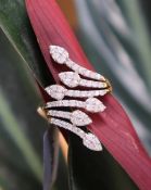 Gemporia - A 9ct gold Tomas Rae diamond ring, set with round cut diamonds totalling 1ct,