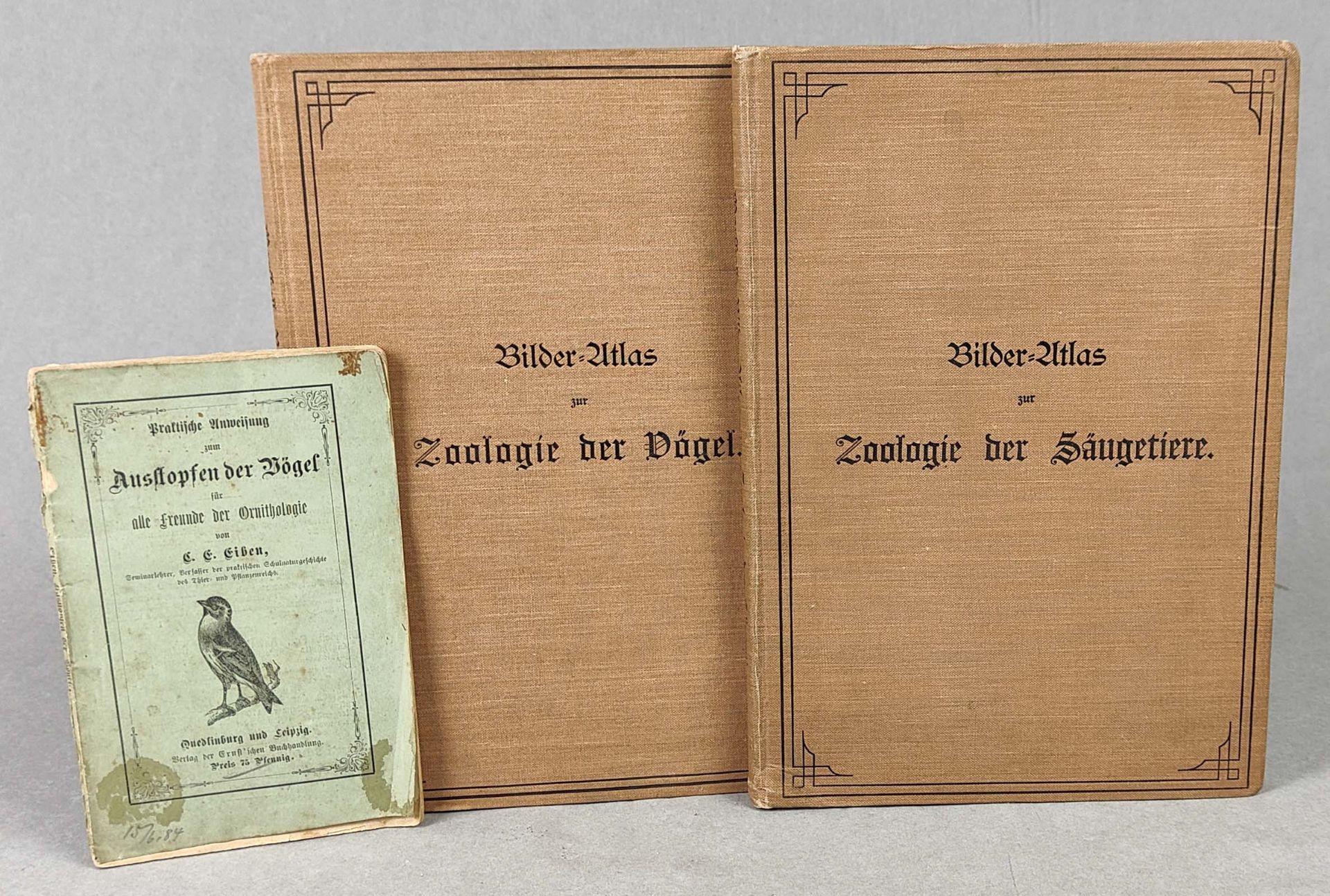 Zoologie der Vögel / Säugetiere u.a.