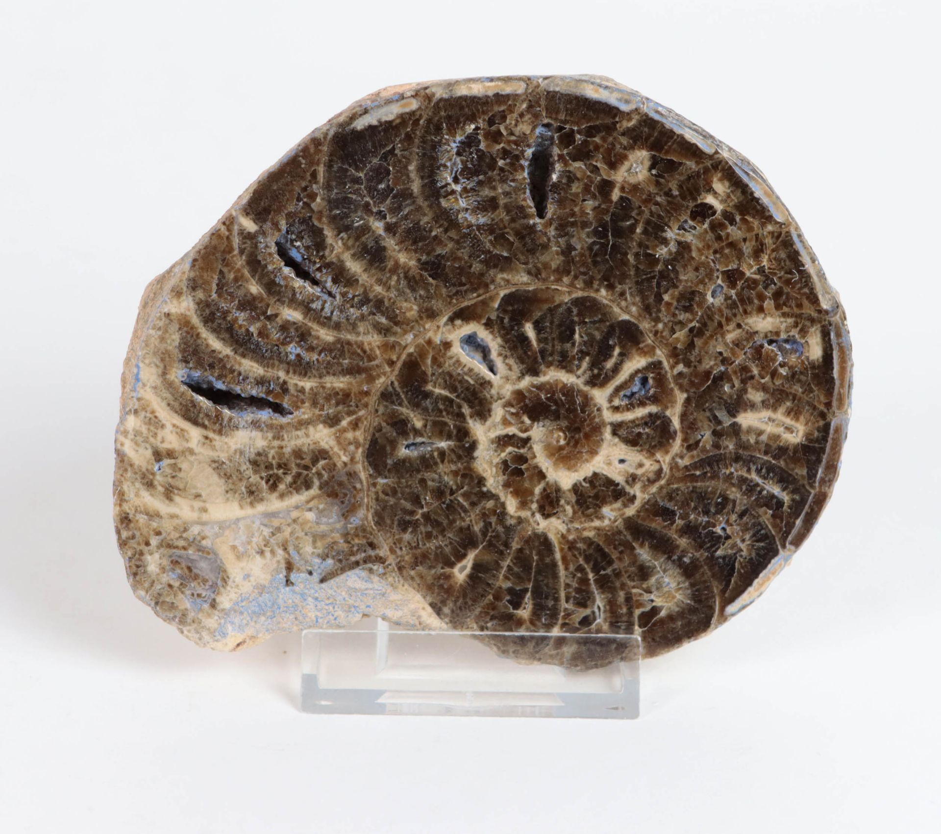 fossiler Ammonit