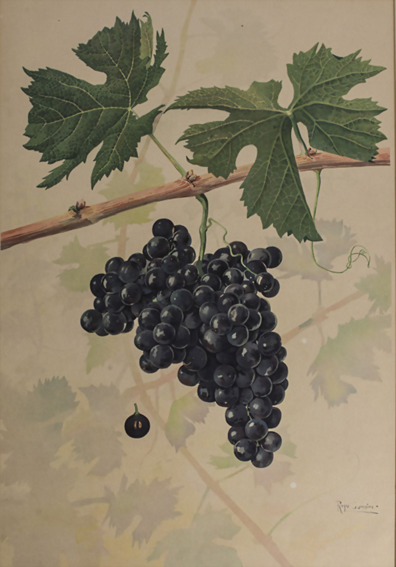Nach João Santarem, 'Weintrauben' / 'Grapes'