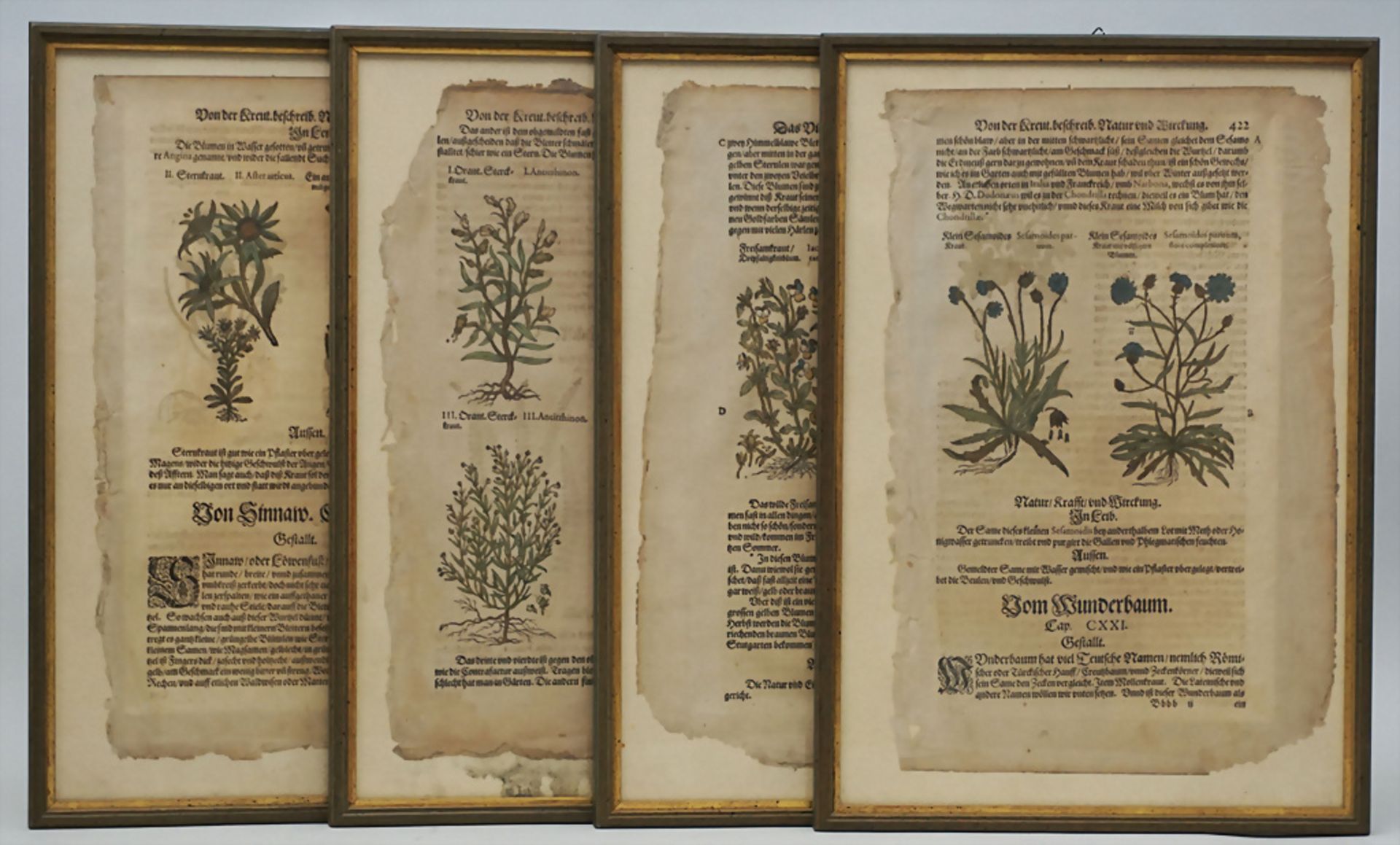 6 Blatt aus einem Kräuterbuch / 6 sheets of a herbal book