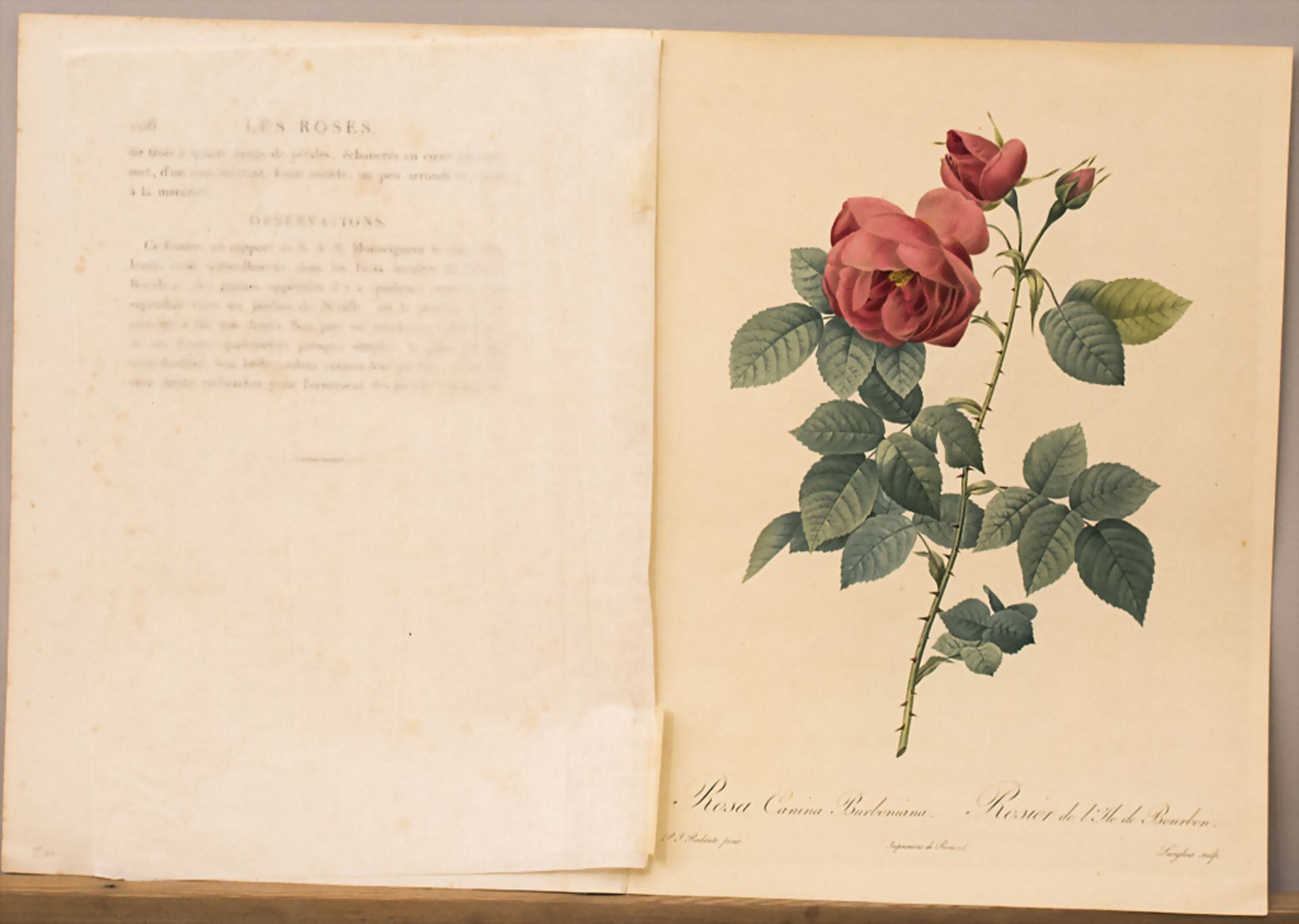 Botanik, Pierre-Joseph Redouté (1759-1840), 'Rosa Canina Burbiana' (Hundsrose), 1817-1824